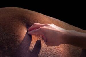 Pferd Therapie